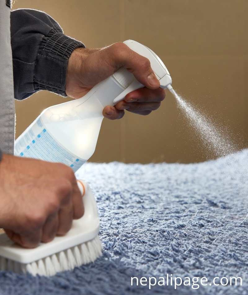 What You Should Look For When Choosing a Carpet Cleaner in Australia - NepaliPage